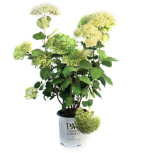 Load image into Gallery viewer, Hydrangea, 2 Gal, Invincibelle Sublime®