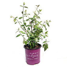 Load image into Gallery viewer, Mock Orange, 8in, Snow White