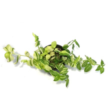 Load image into Gallery viewer, Tradescantia, 4in,Zebra Yellow