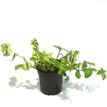 Load image into Gallery viewer, Tradescantia, 4in,Zebra Yellow