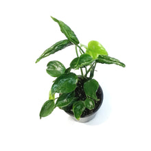 Load image into Gallery viewer, Pothos, 4in, Shangri La