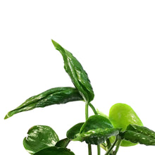 Load image into Gallery viewer, Pothos, 4in, Shangri La