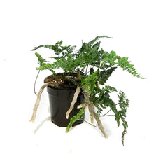 Load image into Gallery viewer, Fern, 4in, Cat Claw