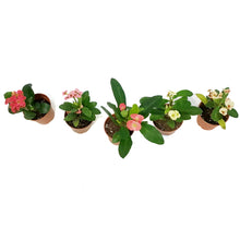 Load image into Gallery viewer, Cactus, 2.5in, Euphorbia milii Assorted