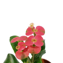Load image into Gallery viewer, Cactus, 2.5in, Euphorbia milii Assorted