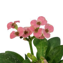 Load image into Gallery viewer, Cactus, 2.5in, Euphorbia milii Assorted