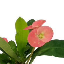 Load image into Gallery viewer, Cactus, 2.5in, Euphorbia milii Assorted