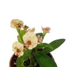 Load image into Gallery viewer, Cactus, 2.5in, Euphorbia milii Assorted