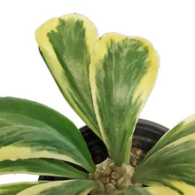 Load image into Gallery viewer, Cactus, 4in, Euphorbia Poissonii Variegated