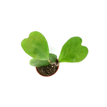 Load image into Gallery viewer, Hoya, 2.5in, Heart Green Vining