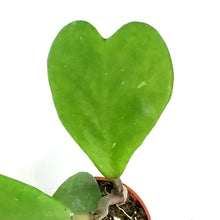 Load image into Gallery viewer, Hoya, 2.5in, Heart Green Vining