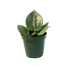 Load image into Gallery viewer, Hoya, 4in, Parasitica Splash