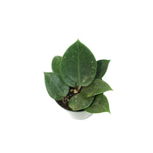 Load image into Gallery viewer, Hoya, 4in, Parasitica Splash