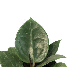 Load image into Gallery viewer, Hoya, 4in, Parasitica Splash