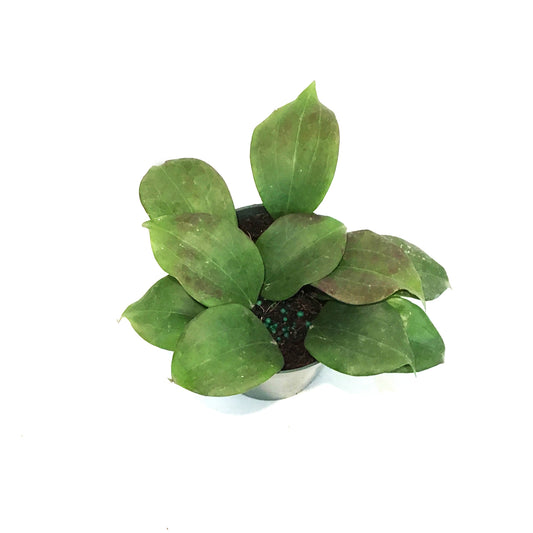 Hoya, 4in, Quinquenervia