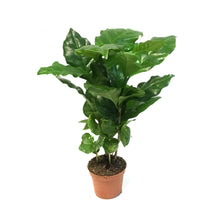 Load image into Gallery viewer, Coffee Plant, 2.5in