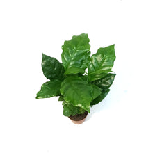 Load image into Gallery viewer, Coffee Plant, 2.5in