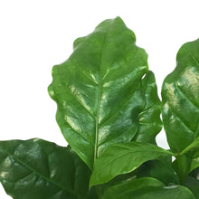 Load image into Gallery viewer, Coffee Plant, 2.5in
