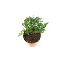 Load image into Gallery viewer, Fern, 2.5in, Rabbit's Foot