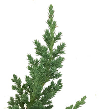 Load image into Gallery viewer, Bonsai, 4in, Juniper