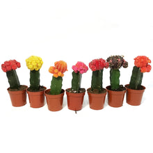 Load image into Gallery viewer, Cactus, 3.5in, Grafted