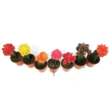 Load image into Gallery viewer, Cactus, 3.5in, Grafted