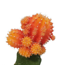 Load image into Gallery viewer, Cactus, 3.5in, Grafted