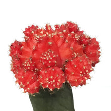 Load image into Gallery viewer, Cactus, 3.5in, Grafted