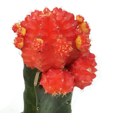 Load image into Gallery viewer, Cactus, 3.5in, Grafted