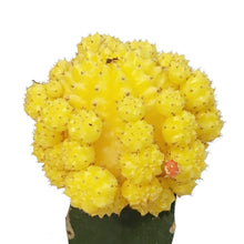 Load image into Gallery viewer, Cactus, 3.5in, Grafted