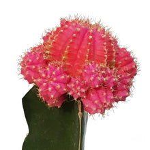 Load image into Gallery viewer, Cactus, 3.5in, Grafted