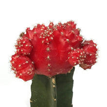 Load image into Gallery viewer, Cactus, 3.5in, Grafted