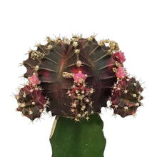 Load image into Gallery viewer, Cactus, 3.5in, Grafted