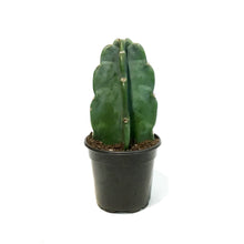 Load image into Gallery viewer, Cactus, 4in, Cuddly