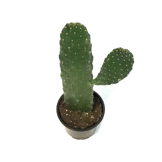 Cactus, 4in, Cowboy Consolea