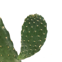 Load image into Gallery viewer, Cactus, 4in, Cowboy Consolea
