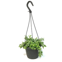 Load image into Gallery viewer, Cotyledon, 6.5in Hanging Basket