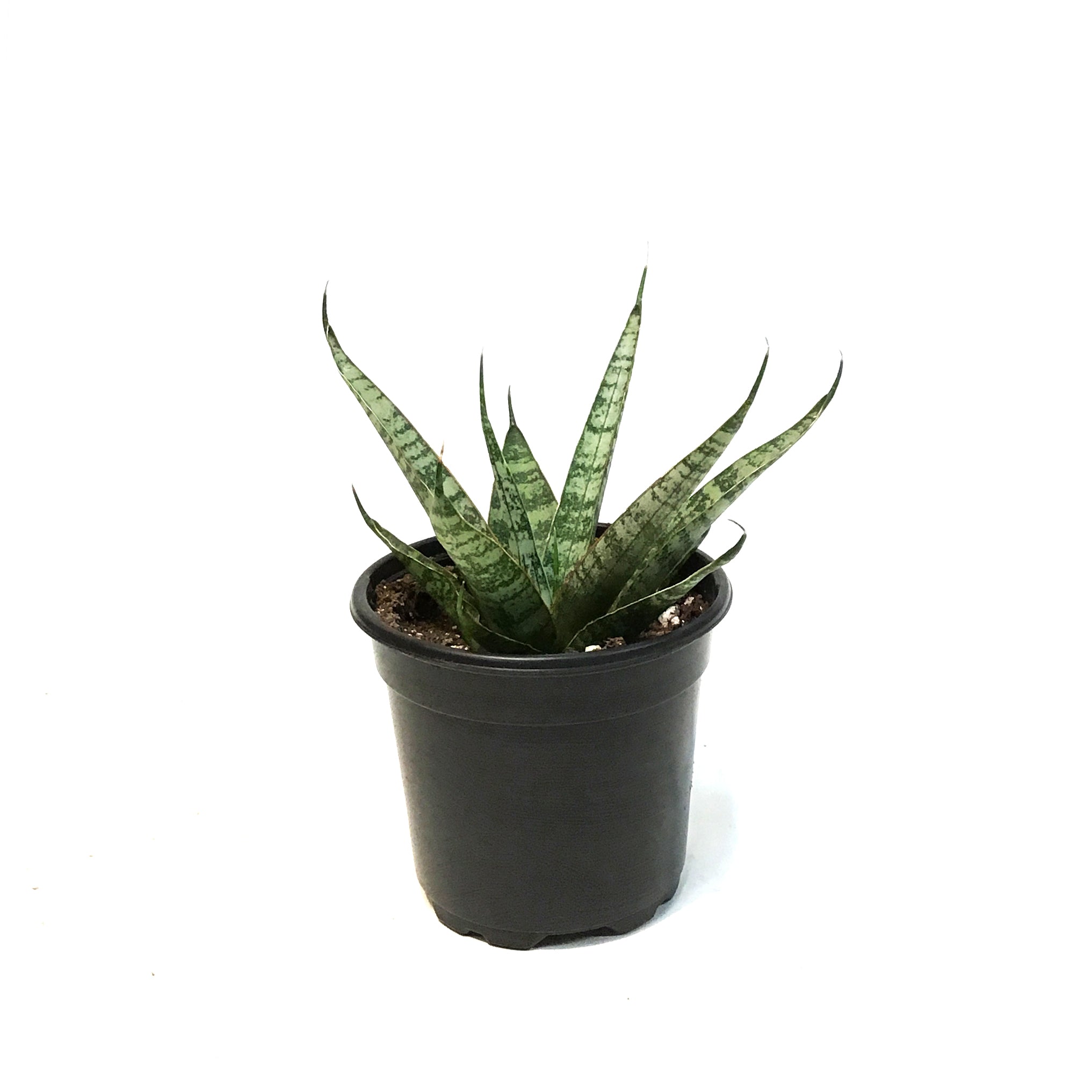 サンスベリア Sansevieria Wave Sansevieria, 4in, Silver Wave – Floral Acres Greenhouse & Garden