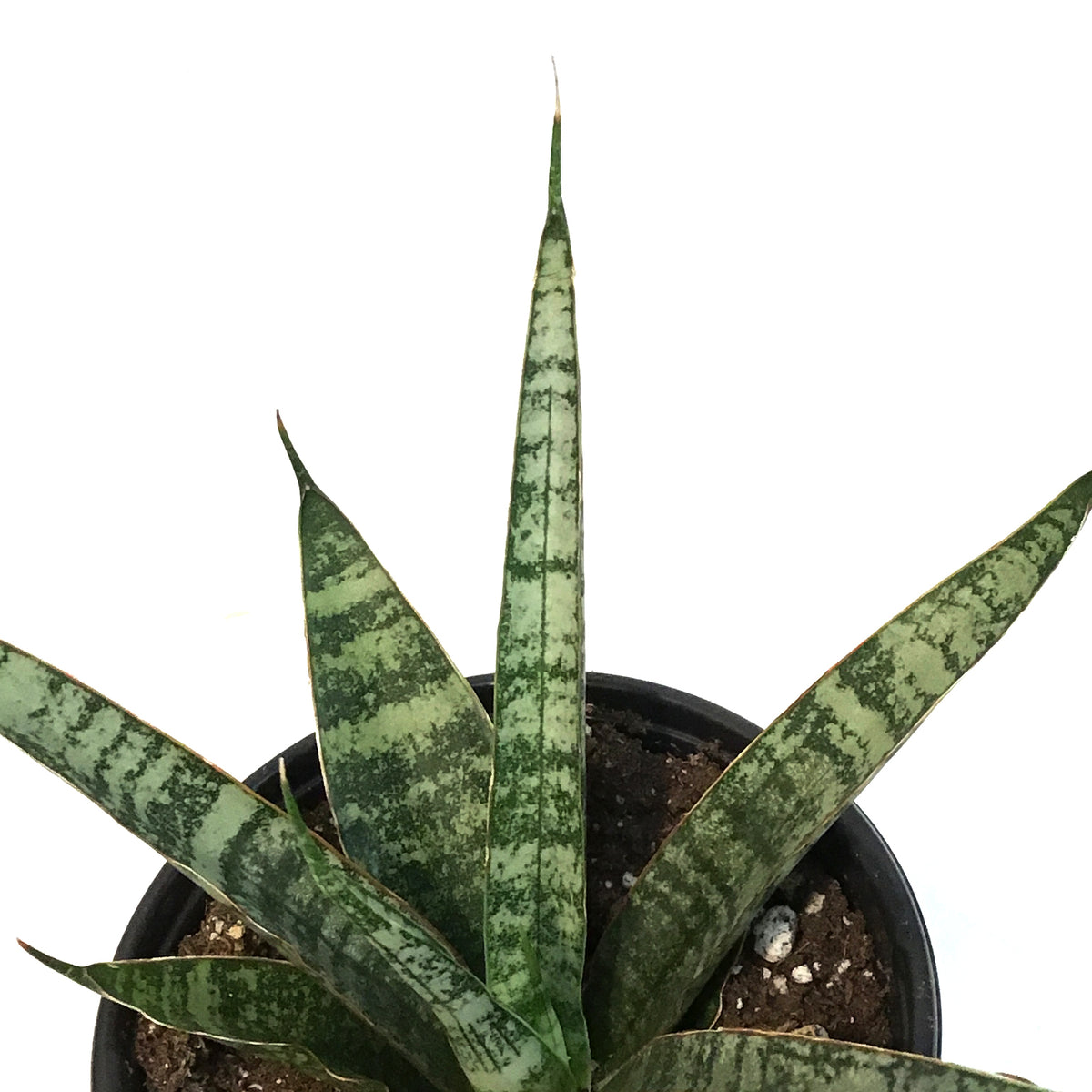 Sansevieria, 4in, Silver Wave – Floral Acres Greenhouse & Garden