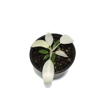 Load image into Gallery viewer, Philodendron, 4in, Florida Ghost