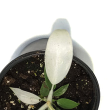 Load image into Gallery viewer, Philodendron, 4in, Florida Ghost