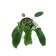 Load image into Gallery viewer, Philodendron, 4in, 69686 Bette Waterbury