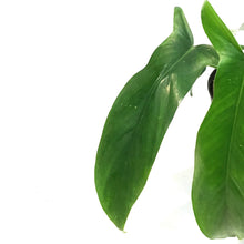 Load image into Gallery viewer, Philodendron, 4in, 69686 Bette Waterbury