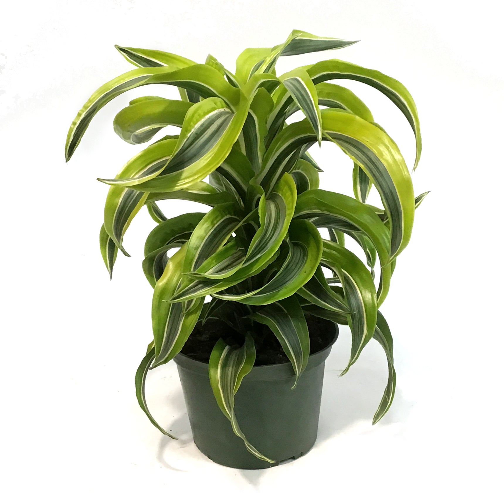 dracaena centre Dracaena, 6in, Lemon Lime Tornado