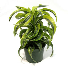Load image into Gallery viewer, Dracaena, 6in, Lemon Lime Tornado