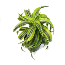 Load image into Gallery viewer, Dracaena, 6in, Lemon Lime Tornado