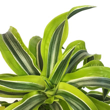 Load image into Gallery viewer, Dracaena, 6in, Lemon Lime Tornado