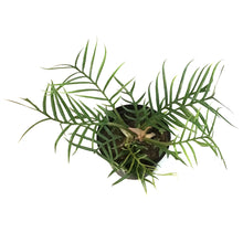 Load image into Gallery viewer, Philodendron, 6in,Tortum