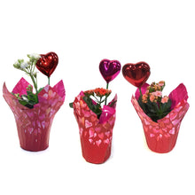 Load image into Gallery viewer, 4in Valentines Planter Kalanchoe