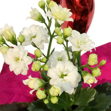 Load image into Gallery viewer, 4in Valentines Planter Kalanchoe